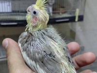 EL BESLEME ISIRMA HUYLARI OLMAYAN BEBEK SULTAN YAVRULAR