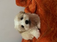 İstanbul beyefendisi maltipoo yeni ailesini bekliyor