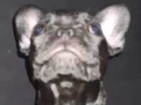 ORİJİNAL ERKEK FRANSIZ BULLDOG 6 AYLIK