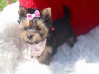 Teacup Eğitimli Yorkshire Terrier Yavrular