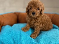 Ankaranın en güzel toy poodle yavruları petmode den