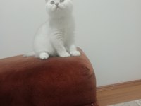 British shorthair pamuklar yuvasını bekliyor