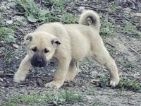 SAFKAN YAVRU KANGAL KÖPEKLER