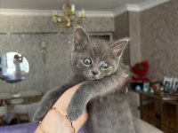 Minik british shorthair yavrumuza yuva arıyoruz