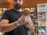 Teacup Maltipoo yavrularımız
