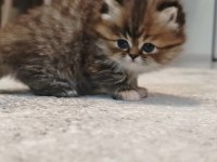 İran persian