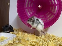 Hamster Dair Herşey Antalya Hamster Çiftliği (Bfa)