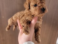 Toy Poodle Bebekler Ruhsatlı Çiftlikten
