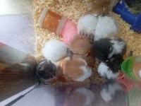 Yavru ve yetişkin hamster
