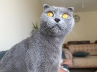 Scottish Fold 1,5 Yaşında