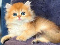 British longhair golden bebek