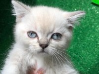 Pamuk tüylü blue point scottish fold