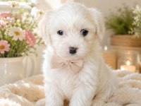 0 NUMARA MALTESE BEBEKLER