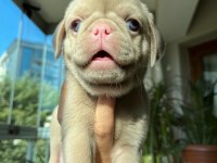 Pug mops (pink)