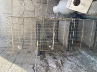 Muhabbet kuşu üretim kafesi