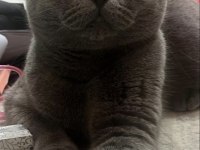 Scottish fold kedimiz
