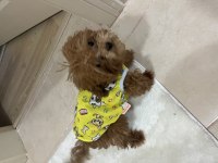 Orjinal toy poodle