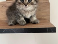 Orjinal ırkta nadir bulunan bir renkte british longhair