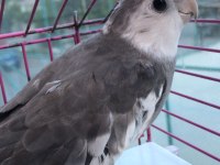 White face sultan papağanı nadir renk saçarken