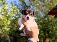 Zeka küpü orjinal Jack Russell yavrular