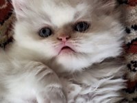 4 tane chinchilla 1 siyah 2 red point 1 turunculu beyazlı