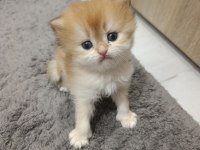 British longhair kedilerimiz