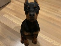 Sizi Her Şekil Motive Eden Doberman