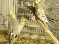 Sultan papağanı yavruları 2 aylık