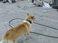 Akita japon akıllı köpeği sadik ve savunmacı