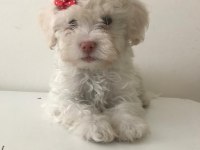 Maltese terrier bebekler