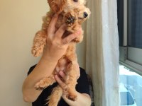 Dişi 6 aylık aşıları tamam poodle
