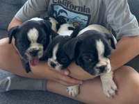 2 Aylık French Bulldog Yavruları