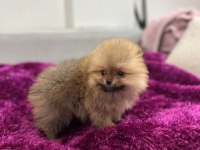 IRK GARANTILI TEA CUP POMERANİAN