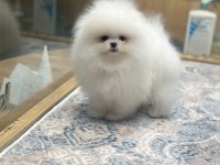 Ayı Surat Pomeranian Boo Yavrumuz