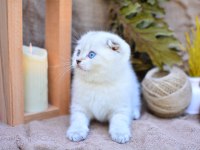 Bembeyaz NS1133 Scottish Fold Shorthair 