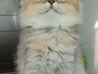 British Longhair Kedilerim