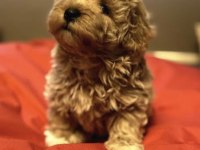 2 aylık maltipoo