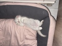 British Longhair Yavru Kediler