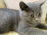 British Shorthair Sahiplendirme