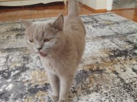 Baba scottish golden tabby anne british shorthair