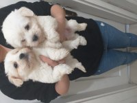 Maltese terrier bebekler