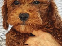 Sağlıklı güzel sevimli poodle yavrular