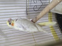 Sultan Papağanı Yavru 2.5 Aylık Ele Alışkındır