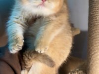 British shorthair golden ny12 dişi