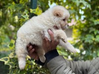 Chow chow bebeklerimiz