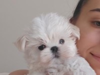 KORE MALTESE BEBEKLER ŞECERE BELGELİ