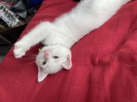 Sahiplendirilecek 02.04.23 doğumlu erkek british shorthair
