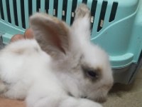 Yavru teddy Hollanda lop tavşanı
