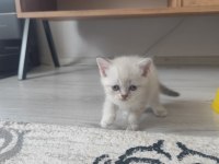 British Yavrularımız Yeni Yuvalarına Gitmeye Hazırlar