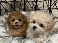 Sevimli Toy Poodle Yavrular